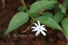 Jasminum laurifolium f. nitidum